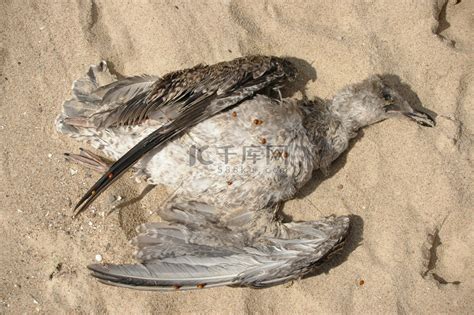 小鸟死在家门口|鸟死在家门口的风水征兆 替身挡灾仍需当心